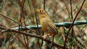 HD PENTAX-D FA 150-450mmF4.5-5.6ED DC AWで撮影された野鳥写真(Page1