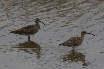 チュウシャクシギ 大阪南港野鳥園 2019年4月30日(火)