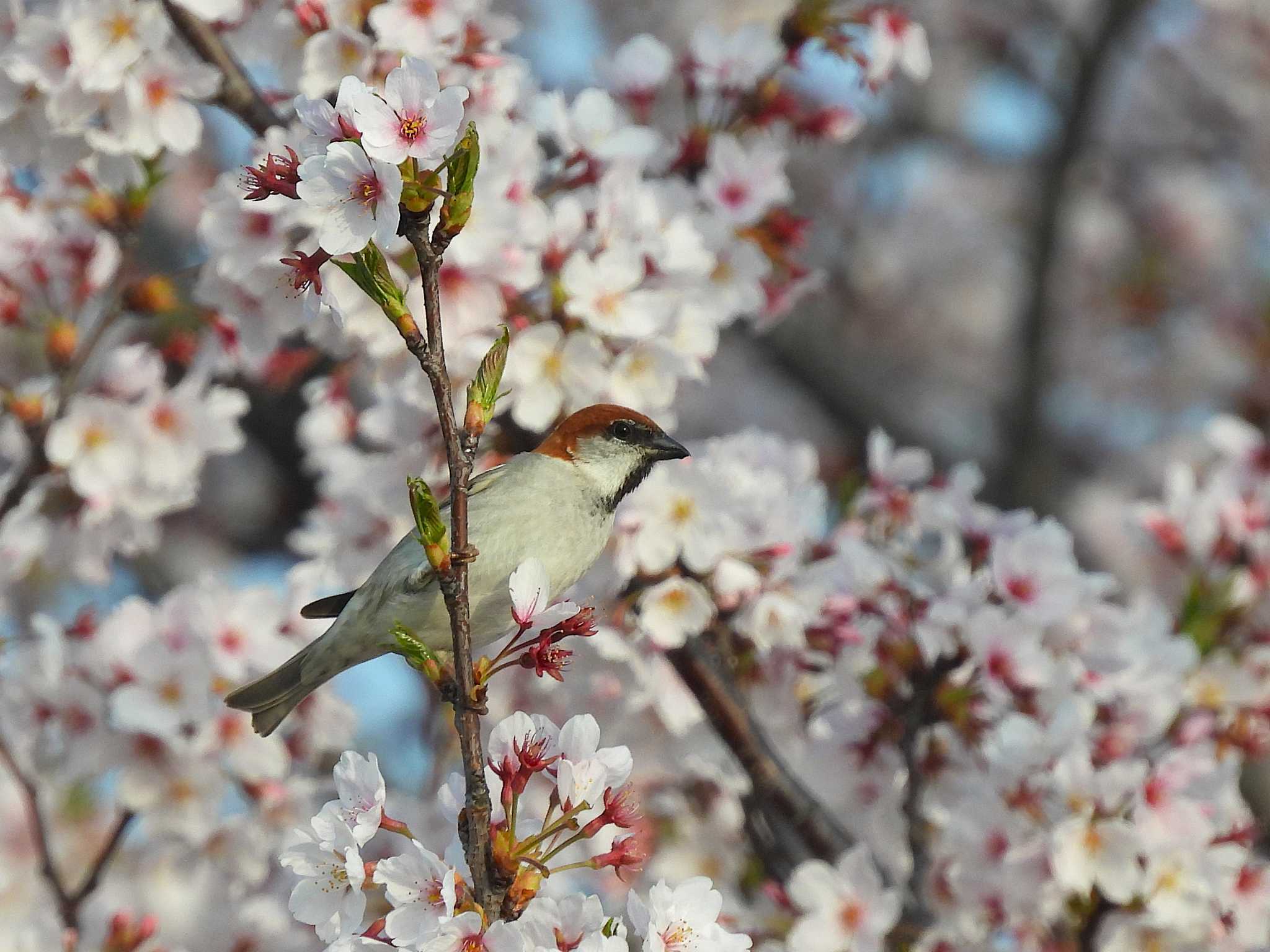 2025年4月11日(金) 渡良瀬遊水地の野鳥観察記録 by あっつん 2025年4月11日(金) 渡良瀬遊水地の野鳥観察記録 by あっつん