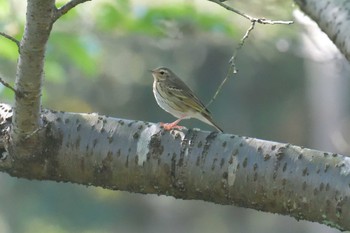 ビンズイ 滋賀県近江富士花緑公園 2019年5月4日(土)