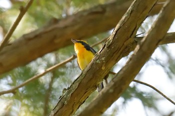 キビタキ 滋賀県近江富士花緑公園 2019年5月4日(土)