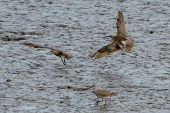 Eurasian Whimbrel 山口県下関市 Sun, 4/28/2019