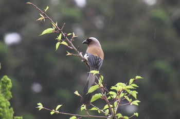 2019年5月2日(木) 中正紀念堂の野鳥観察記録