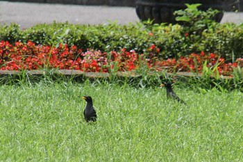 Crested Myna 台北市内 Fri, 5/3/2019