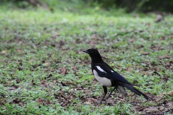 カササギ 中正紀念堂 2019年5月2日(木)