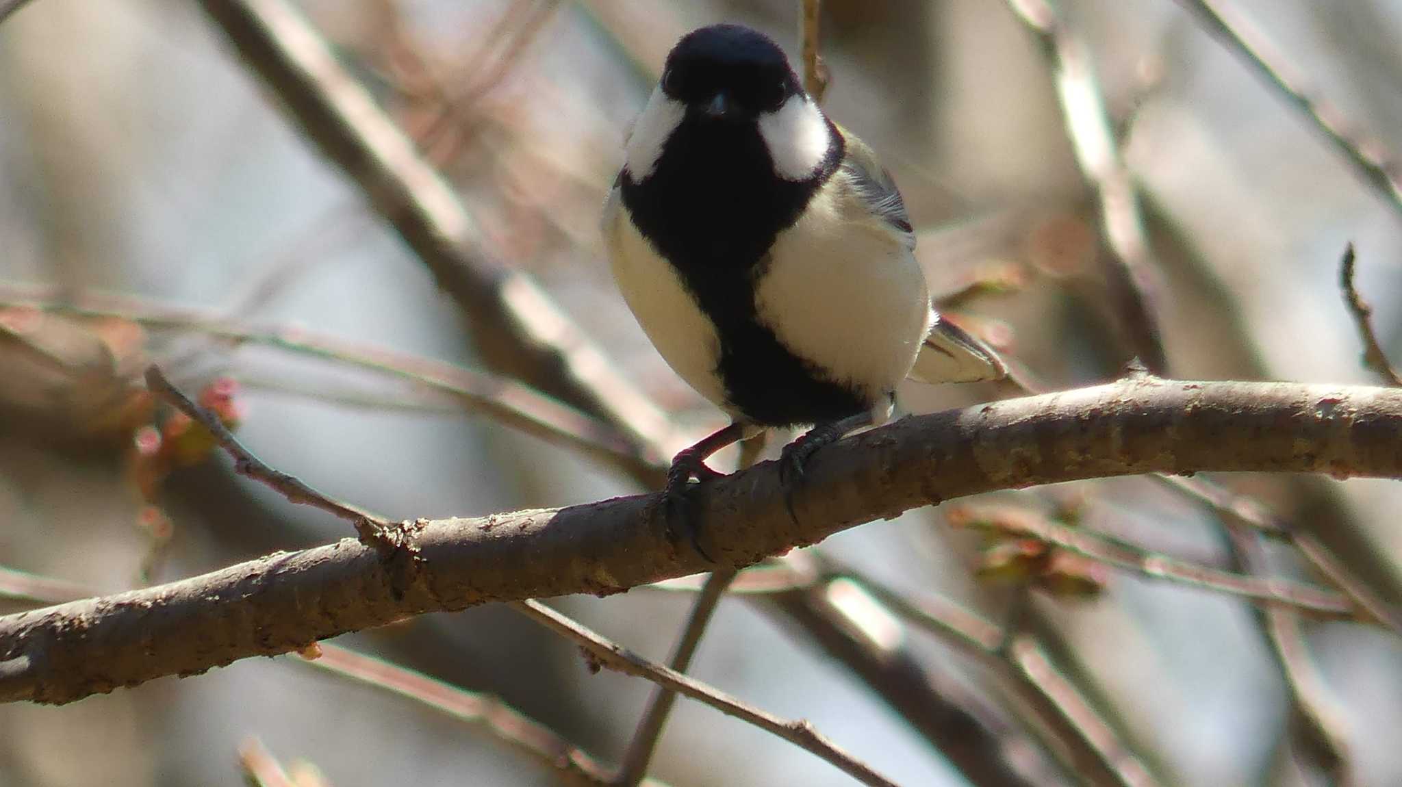 シジュウカラ