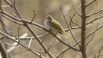 Sakhalin Leaf Warbler Tomakomai Experimental Forest Sat, 5/4/2019