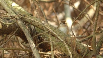 ヤブサメ 北大研究林(北海道大学苫小牧研究林) 2019年5月4日(土)