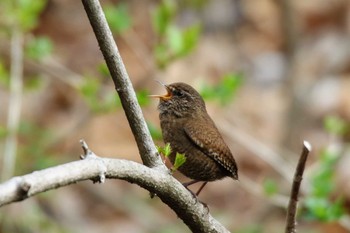 Eurasian Wren 軽井沢 Sat, 5/4/2019