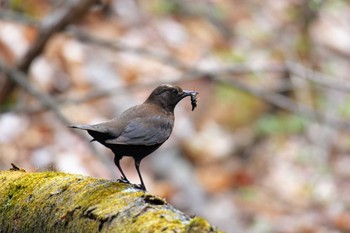 Brown Dipper 軽井沢 Sat, 5/4/2019