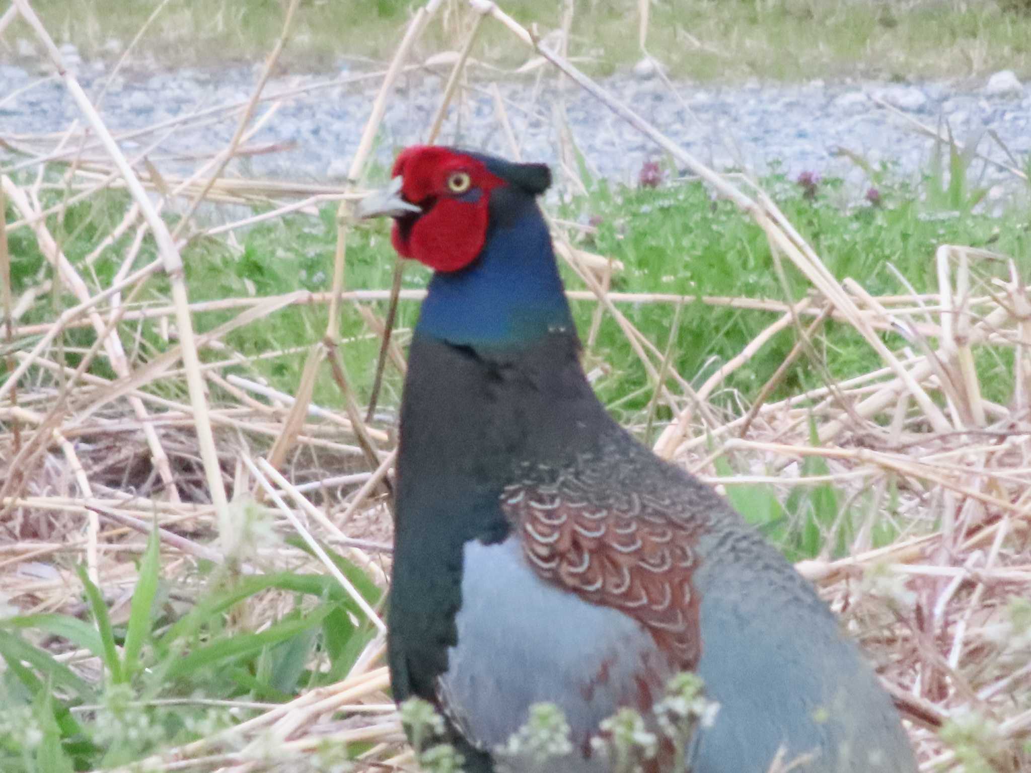 2025年4月12日(土) 江戸川河川敷の野鳥観察記録 by tumugi9800 2025年4月12日(土) 江戸川河川敷の野鳥観察記録 by tumugi9800