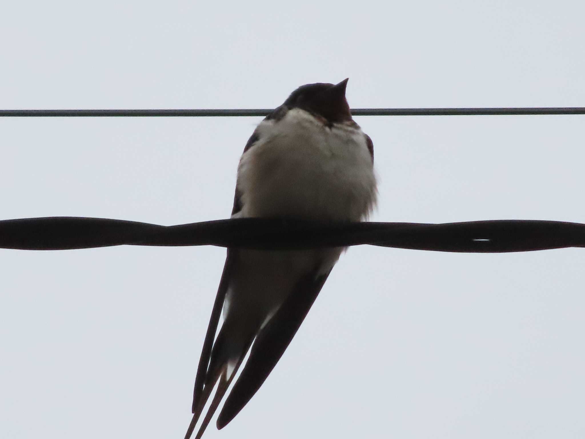 2025年4月12日(土) 江戸川河川敷の野鳥観察記録 by tumugi9800 2025年4月12日(土) 江戸川河川敷の野鳥観察記録 by tumugi9800