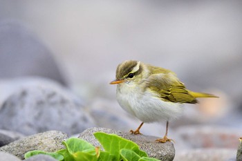 センダイムシクイ 舳倉島 2019年4月23日(火)