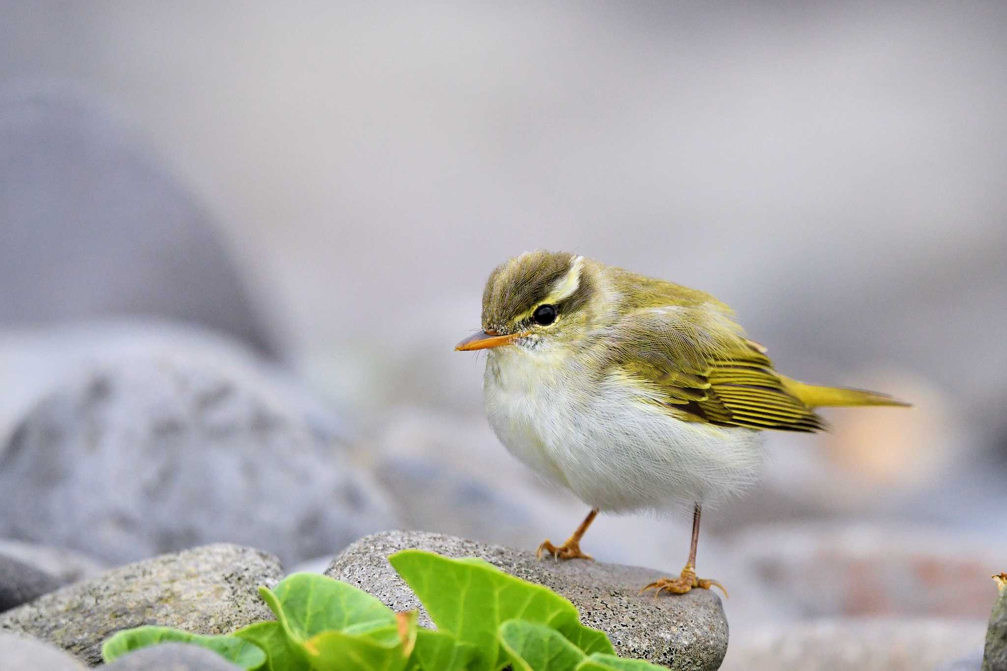 Eastern Crowned Warbler