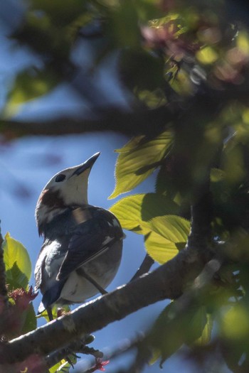 2019年5月4日(土) 宮城県遠田郡涌谷町の野鳥観察記録