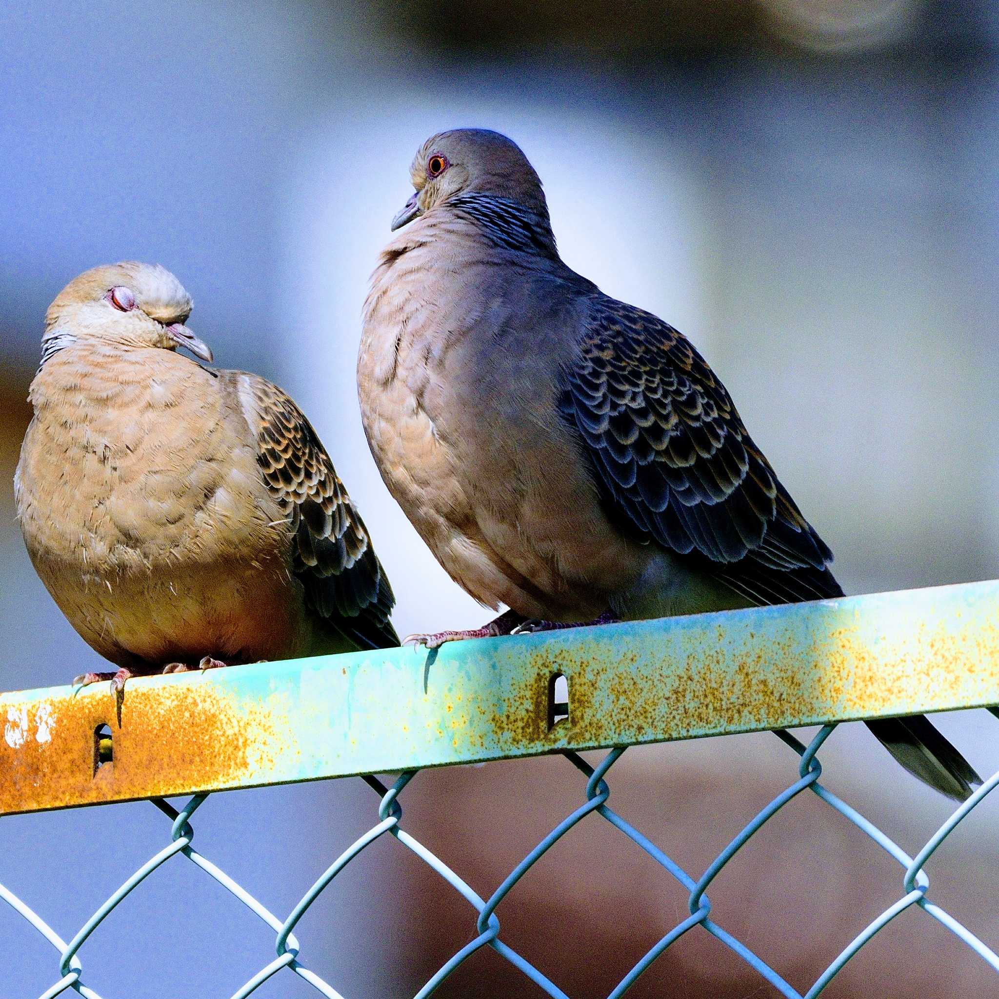 Photo of Oriental Turtle Dove at 裂田溝 by poyon ぽよん