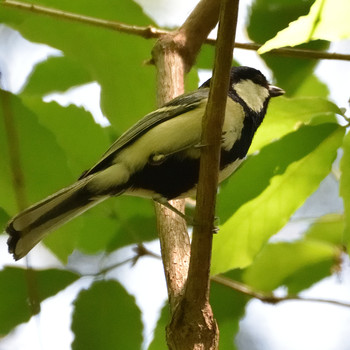 シジュウカラ 油山市民の森 2019年5月3日(金)