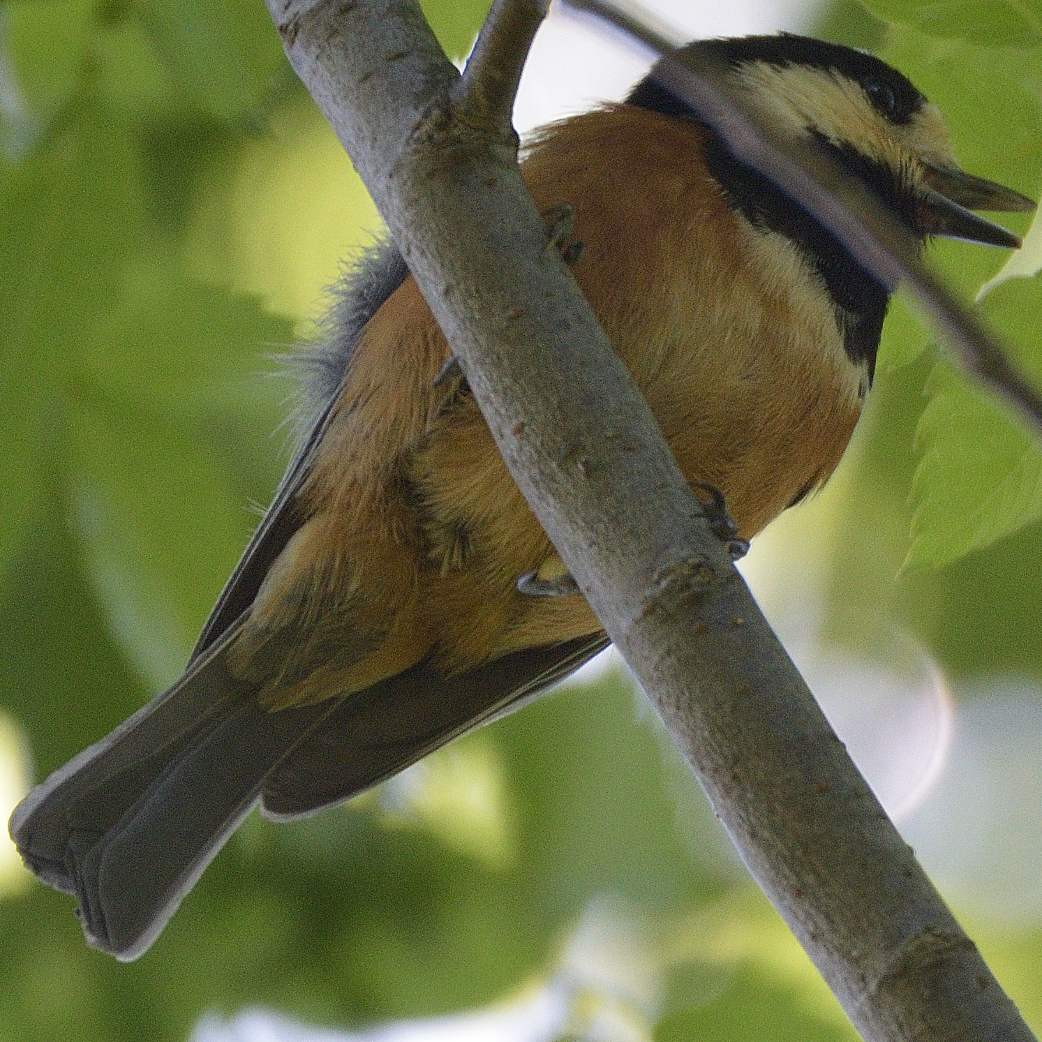 Photo of Varied Tit at 油山市民の森 by poyon ぽよん