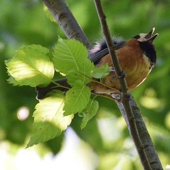 Varied Tit 油山市民の森 Fri, 5/3/2019