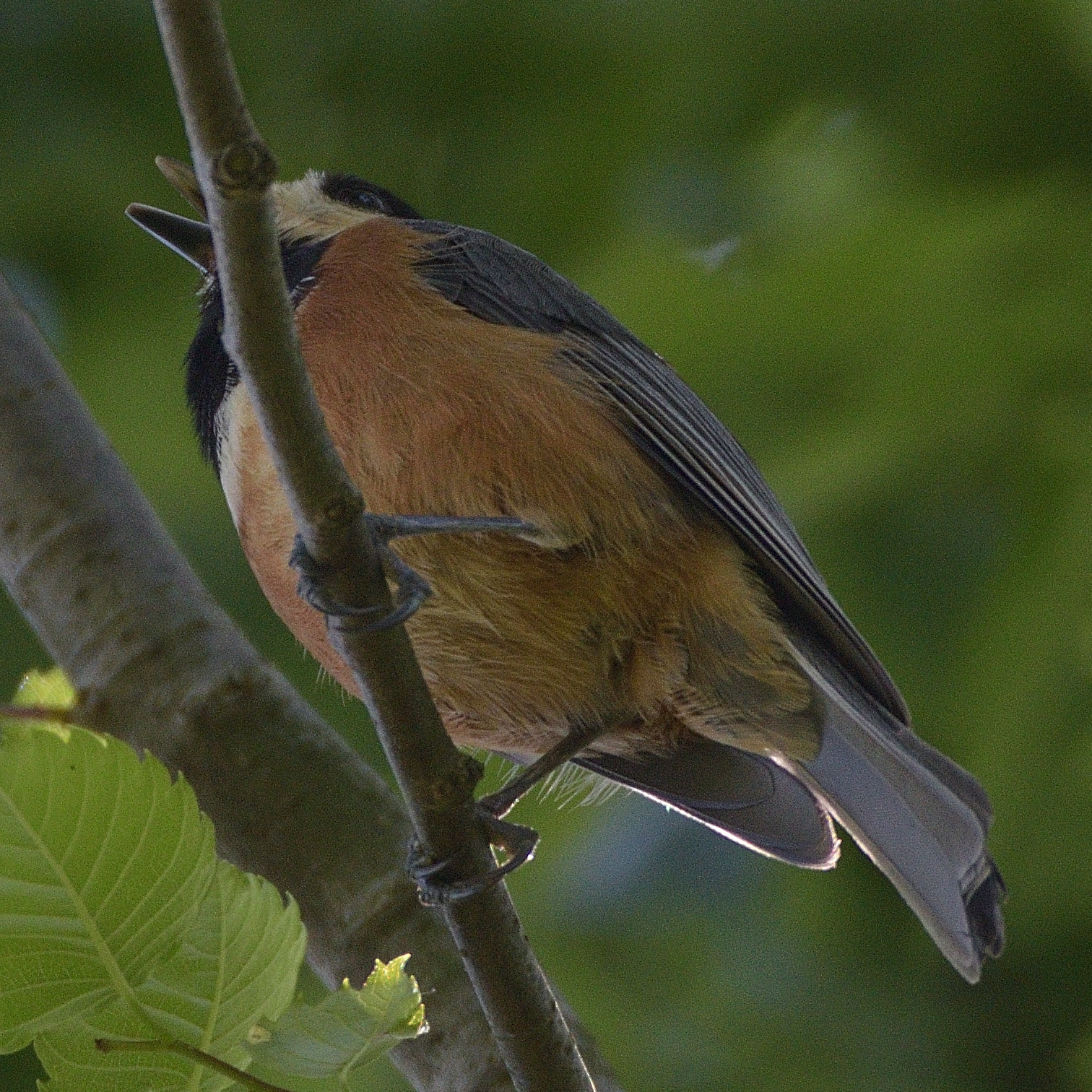 Photo of Varied Tit at 油山市民の森 by poyon ぽよん