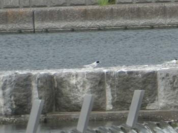 コアジサシ 多摩川二ヶ領宿河原堰 2019年5月4日(土)