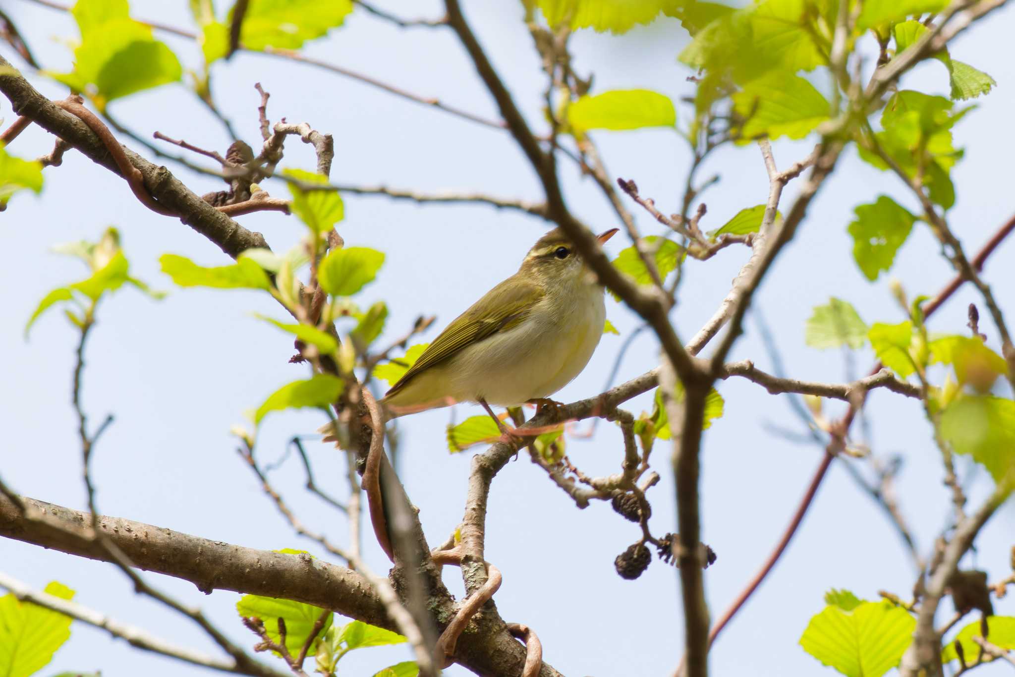 2025年4月11日(金) 早戸川林道の野鳥観察記録 by obukinn 2025年4月11日(金) 早戸川林道の野鳥観察記録 by obukinn