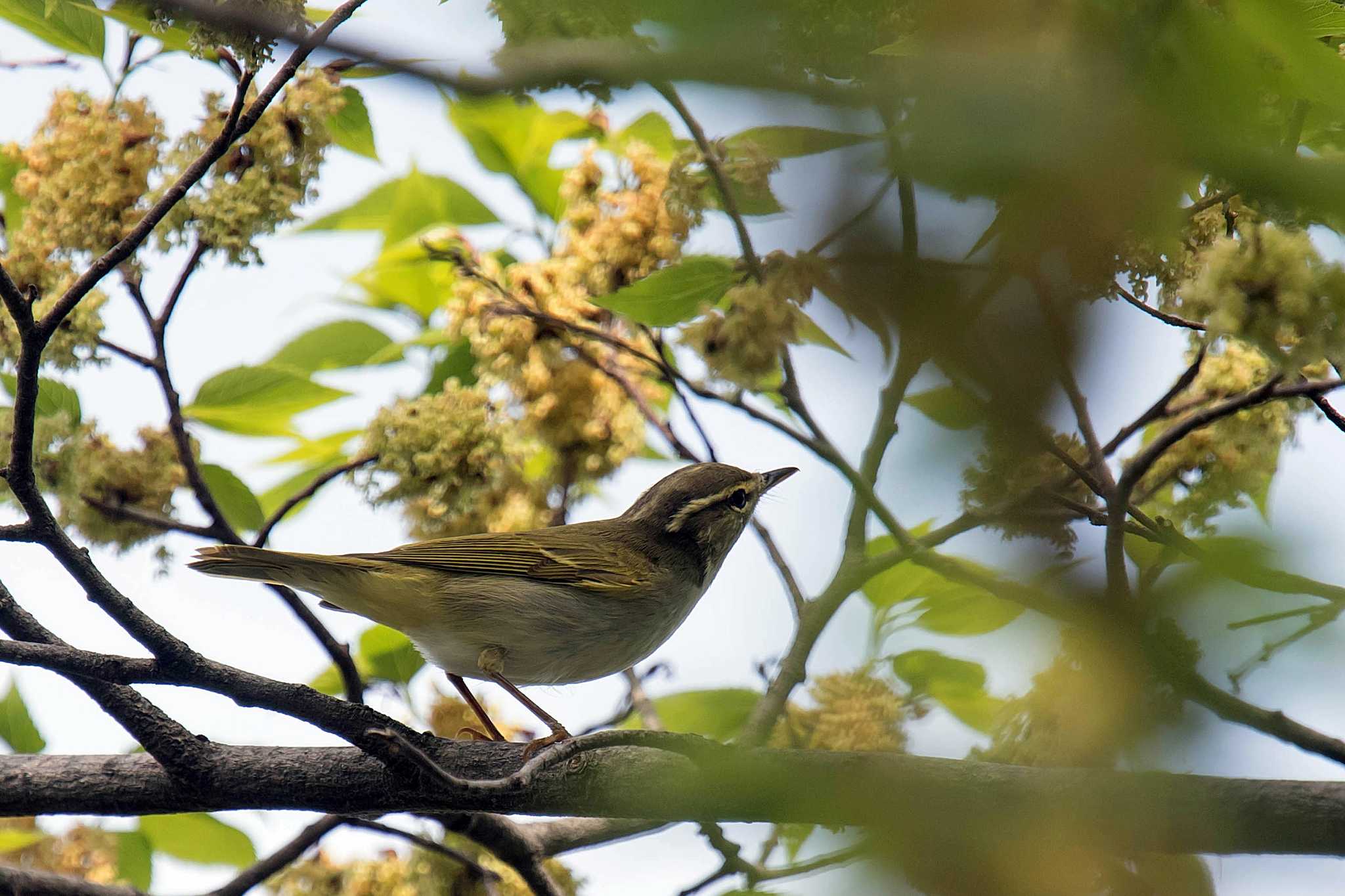 Photo of Eastern Crowned Warbler at  by Tanago Gaia (ichimonji)