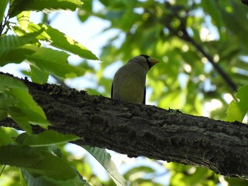 2019年5月4日(土) 京都市宝ヶ池公園の野鳥観察記録