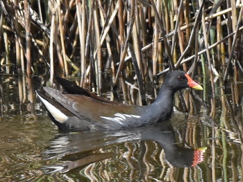 バン 葛西臨海公園 2019年5月3日(金)