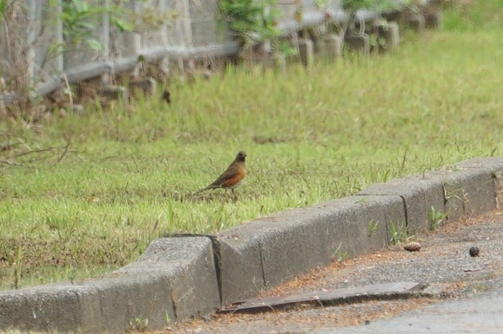 アカハラ