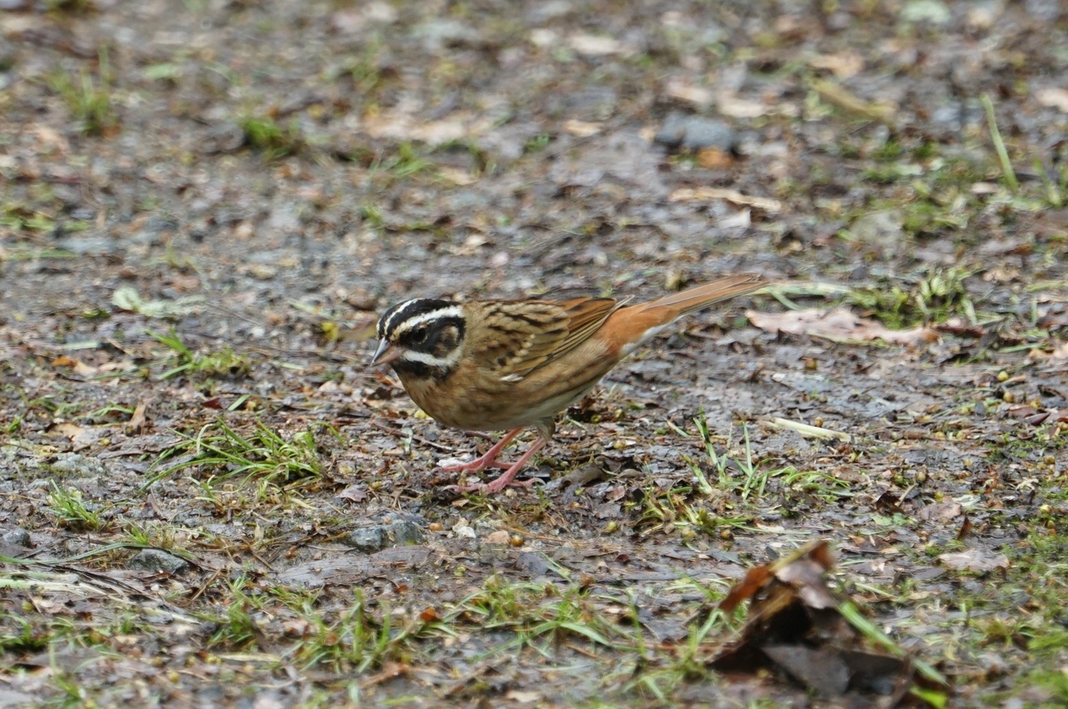 Photo of Tristram's Bunting at 普正寺ノ森 by マル