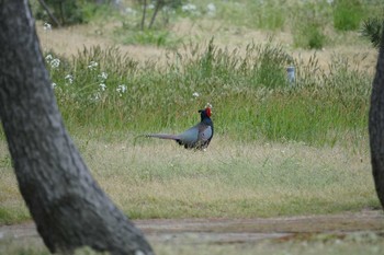 Tue, 4/30/2019 Birding report at 普正寺ノ森