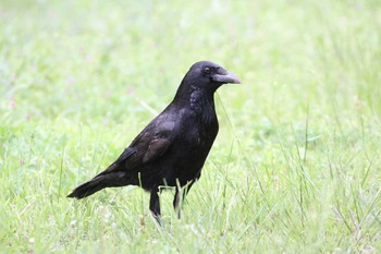 Carrion Crow 茨城県牛久市 Sat, 5/4/2019