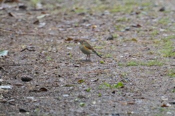 2019年5月1日(水) 普正寺ノ森の野鳥観察記録