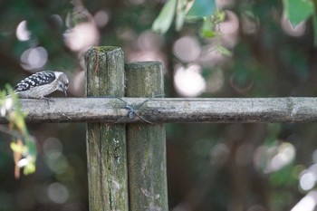 2019年5月2日(木) 普正寺ノ森の野鳥観察記録