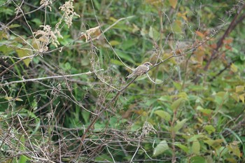 Eurasian Tree Sparrow 淀川(中津エリア) Fri, 5/3/2019