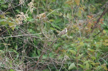 Eurasian Tree Sparrow 淀川(中津エリア) Fri, 5/3/2019