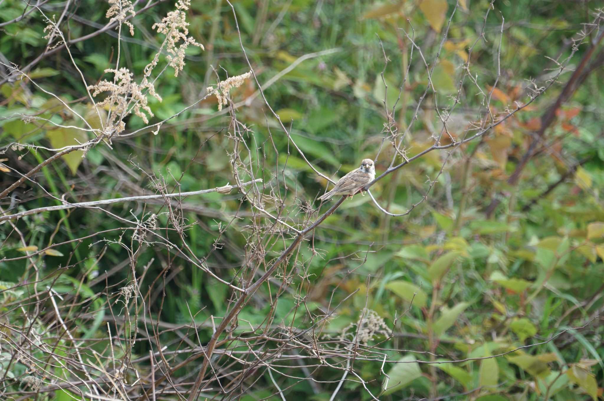 Photo of Eurasian Tree Sparrow at 淀川(中津エリア) by マル