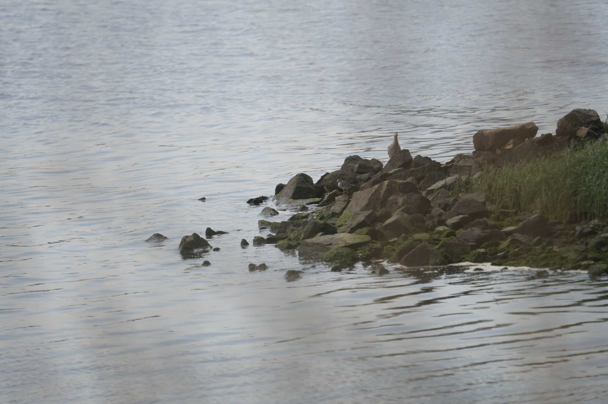 Photo of Eurasian Whimbrel at 淀川(中津エリア) by マル