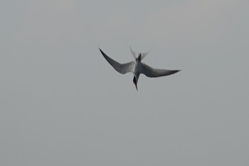 2019年5月3日(金) 淀川(中津エリア)の野鳥観察記録