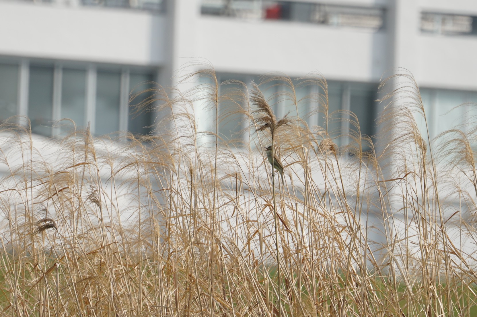 Photo of Oriental Reed Warbler at 淀川(中津エリア) by マル