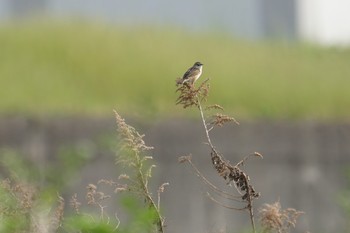 Zitting Cisticola 淀川(中津エリア) Fri, 5/3/2019