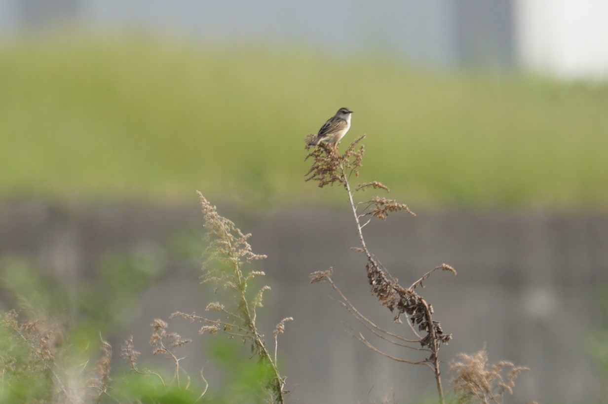 Photo of Zitting Cisticola at 淀川(中津エリア) by マル