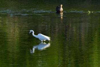 Great Egret 多摩川中流域 Thu, 5/2/2019