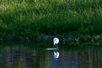 Great Egret 多摩川中流域 Thu, 5/2/2019