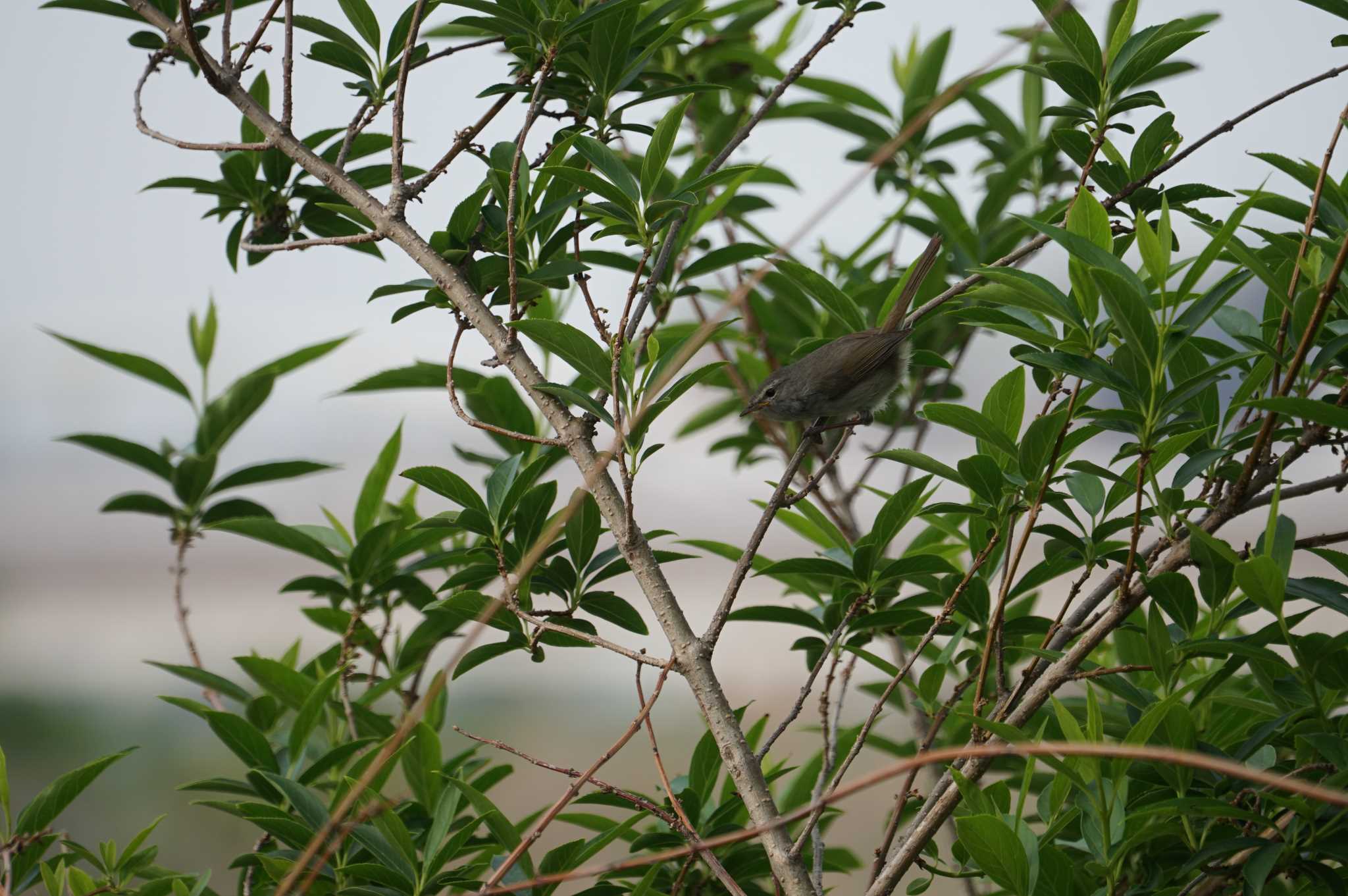 Photo of Japanese Bush Warbler at 淀川(中津エリア) by マル