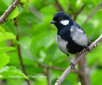 Japanese Tit(nigriloris) Ishigaki Island Sat, 5/4/2019