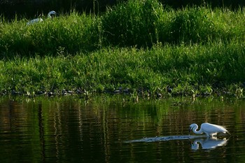 Great Egret 多摩川中流域 Thu, 5/2/2019