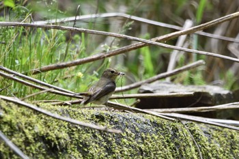 Narcissus Flycatcher Unknown Spots Sat, 5/4/2019