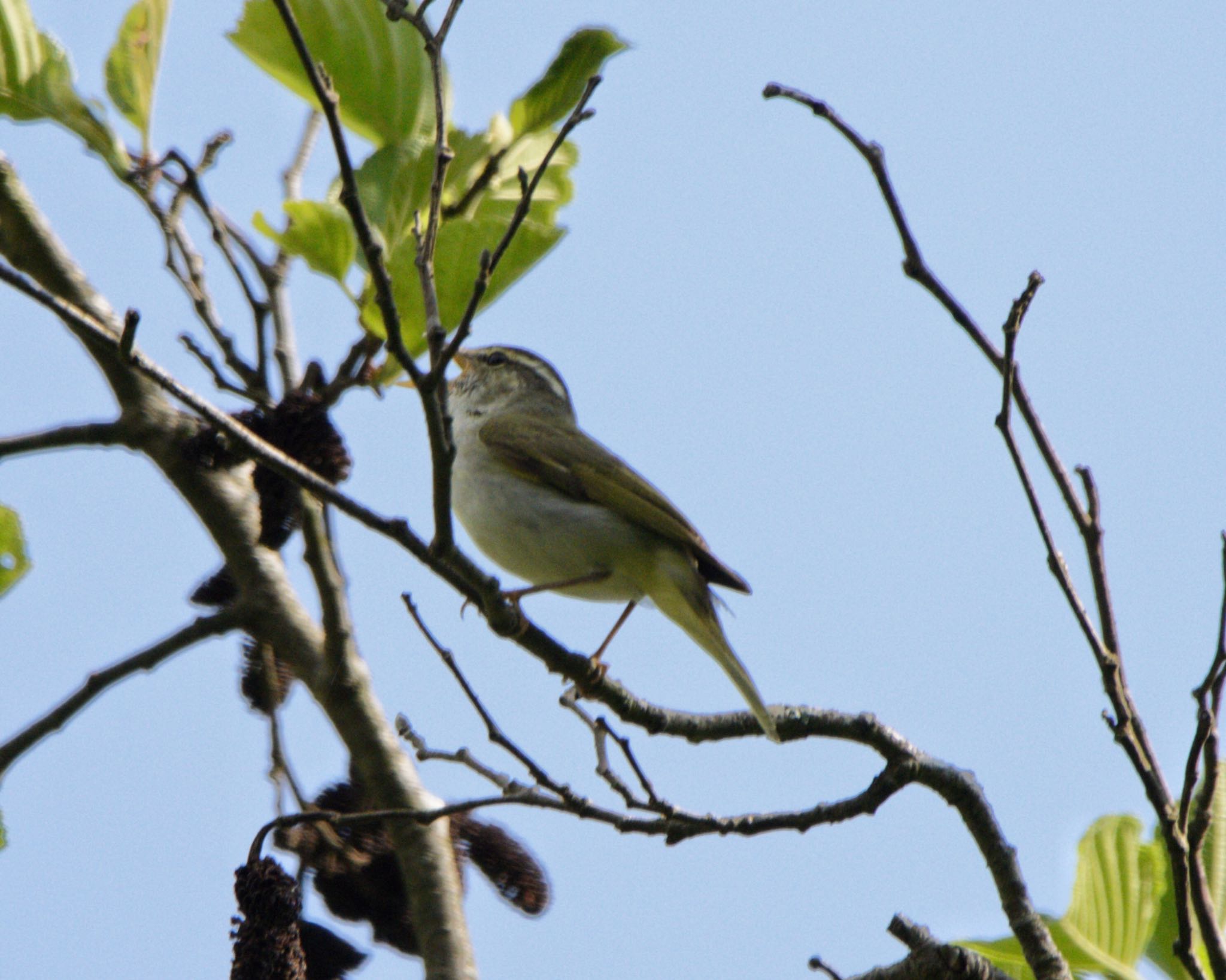 Photo of Eastern Crowned Warbler at  by アカウント2198